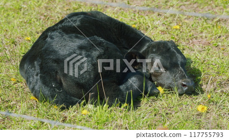 Black Angus Cows In A Grassy Field On A Bright And Sunny Day. Cows On Green Meadow. Cows Grazing On A Green Summer Meadow. Black Angus Cows In A Grassy Field On A Bright And Sunny Day. Cows On Green Meadow. Cows Grazing On A Green Summer Meadow. 117755793