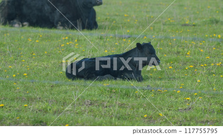 Cows On Pasture In Nature. Panoramic View Of Black Angus Cow On Green Grass. Beef Cows And Calfs Grazing On Grass. 117755795