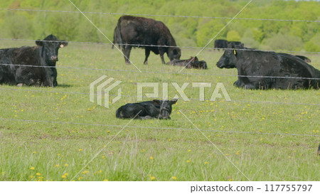 Black Angus In Summer Green Grassy Meadow. Cows On A Green Field. Peaceful And Sunny Landscape. Animal Grazing In Pasture. 117755797