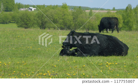 Cows On Pasture In Nature. Panoramic View Of Black Angus Cow On Green Grass. Beef Cows And Calfs Grazing On Grass. Cows On Pasture In Nature. Panoramic View Of Black Angus Cow On Green Grass. Beef Cows And Calfs Grazing On Grass. 117755807