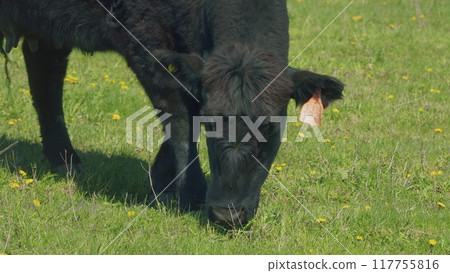 Cows On A Field. Amazing Scenery Of Herd Of Black Angus Cows Pasturing On Green Meadow. Mother Black Cow And Calf. Cows On A Field. Amazing Scenery Of Herd Of Black Angus Cows Pasturing On Green Meadow. Mother Black Cow And Calf. 117755816