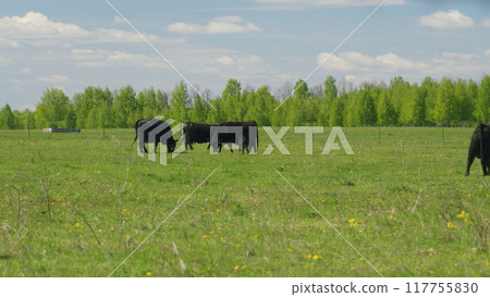 Cows On Summer Day Pasture. Black Angus Grazing On Pasture. Field Of Cows Grazing At Day. Farming Business. Cows On Summer Day Pasture. Black Angus Grazing On Pasture. Field Of Cows Grazing At Day. Farming Business. 117755830