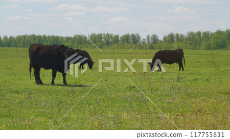Cattle On Summer Grassland. Cows Black Angus On A Pasture In Landscape In Summer. Bright Summer Field. Cattle On Summer Grassland. Cows Black Angus On A Pasture In Landscape In Summer. Bright Summer Field. 117755831