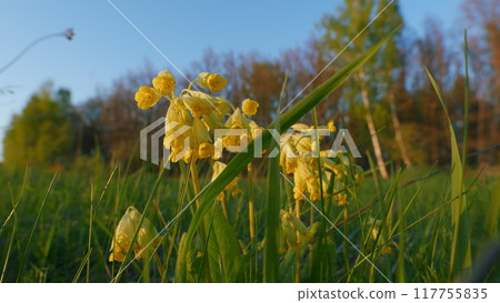 Flowering Reserve. Cowslip Primrose. Young And Yellow Inflorescences Of Cowslip Primula Veris. Late Spring Meadow. Flowering Reserve. Cowslip Primrose. Young And Yellow Inflorescences Of Cowslip Primula Veris. Late Spring Meadow. 117755835