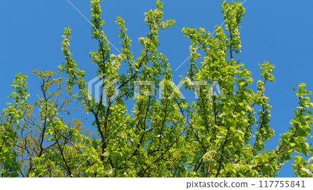 Beautiful White Flowers. Blossom Pear Tree With Branches With Sunshine On Background. Beautiful New Leaves And Flowers On Pear Trees In Spring. Beautiful White Flowers. Blossom Pear Tree With Branches With Sunshine On Background. Beautiful New Leaves And Flowers On Pear Trees In Spring. 117755841