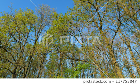 Calm Healing Footage. Sun Shines Through Foliage. Spring Oak Leaves On A Dark Background. Summer Wood. Oak Foliage And Flowers In Spring Season. Calm Healing Footage. Sun Shines Through Foliage. Spring Oak Leaves On A Dark Background. Summer Wood. Oak Foliage And Flowers In Spring Season. 117755847