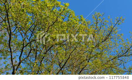 Young Tender Oak Foliage Swaying In Fresh Wind. Beautiful Oak Tree Foliage With Green Foliage. Summer Bright Background With A Branch And Leaves Of An Oak Close-Up Against A Blue Sky. 117755848