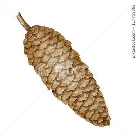 Watercolor illustration of Christmas tree Cone. Drawing of forest winter element on isolated background for greeting cards or invitations. Part of evergreen fir tree. Art of pinecone. 117755865