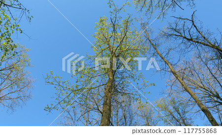 Young Tender Oak Foliage Swaying In Fresh Wind. Beautiful Oak Tree Foliage With Green Foliage. Summer Bright Background With A Branch And Leaves Of An Oak Close-Up Against A Blue Sky. Young Tender Oak Foliage Swaying In Fresh Wind. Beautiful Oak Tree Foliage With Green Foliage. Summer Bright Background With A Branch And Leaves Of An Oak Close-Up Against A Blue Sky. 117755868