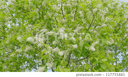 Fresh White Flowers. White Flowers On A Tree. Tree Branch Trembling In Wind. Bird Cherry Leaves In Wind. White Spring Flowers On Blured Background. 117755881