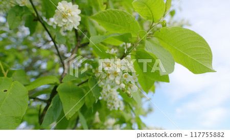 Bird Cherry Tree Blooming With White Flowers In Spring. Nice White Bird Cherry Spring Flowers Branch On Tree Nature Awakening. 117755882