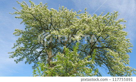 Pear Tree Blooming With White Flowers In Spring. Nice White Pear Spring Flowers Branch On Tree Nature Awakening. Springtime Contest. 117755891