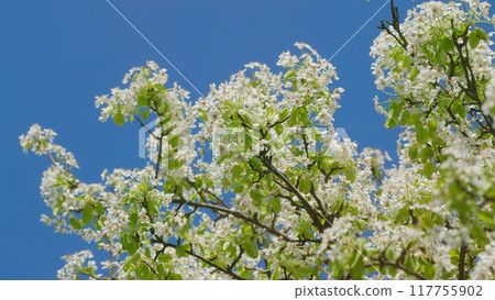 White Flowers On Pear Branches. White Flowers On Fruit Trees In An Orchard. Beautiful Branch On Spring Day. Delicate Light Petals. 117755902