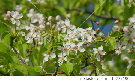 White Flowers On A Pear Tree. Blossom Pear Tree With Branches With Sun Flares On Background. Blossom Pear White Flower Tree On Nature Background. 117755903