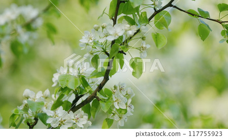 Green Foliage On A Pear Tree In Spring Bloom. White Flowers Bloom From March To April. Blooming White Pear Or Pear Flowers Under Morning Sunlight. 117755923