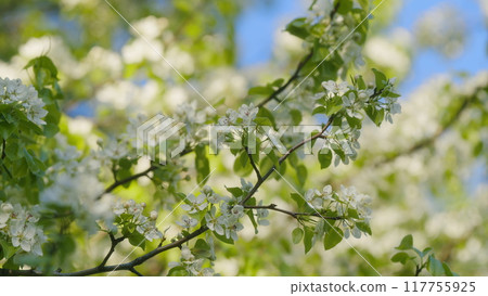 Pear Tree Blooming With White Flowers In Spring. Nice White Pear Spring Flowers Branch On Tree Nature Awakening. Springtime Contest. Pear Tree Blooming With White Flowers In Spring. Nice White Pear Spring Flowers Branch On Tree Nature Awakening. Springtime Contest. 117755925