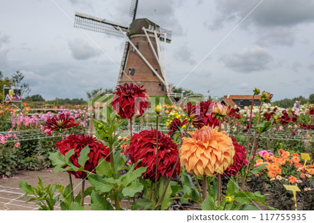Landscape near Eibergen in the dutch gelderland 117755935