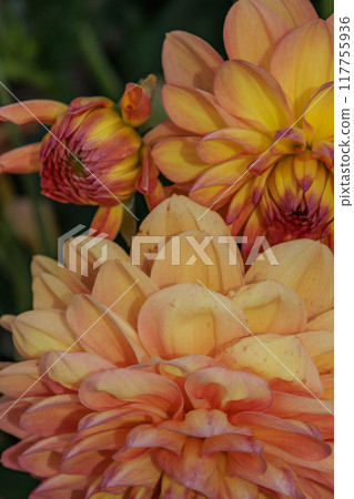 Landscape near Eibergen in the dutch gelderland 117755936