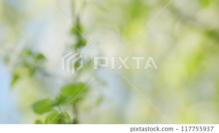 White Flowers On A Pear Tree. Blossom Pear Tree With Branches With Sun Flares On Background. Blossom Pear White Flower Tree On Nature Background. Blur. 117755937