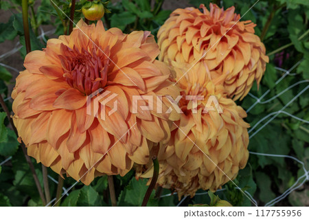 Landscape near Eibergen in the dutch gelderland 117755956