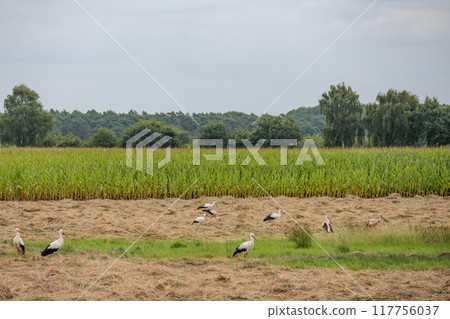Landscape near Eibergen in the dutch gelderland Landscape near Eibergen in the dutch gelderland 117756037