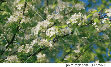 Blooming Garden. Spring Blooming Trees Pear. Spring Tree Scene In Flowers. Flowering Of A Fruitful Plant. Blooming White Pear Flowers Under Morning Sunlight. Blooming Garden. Spring Blooming Trees Pear. Spring Tree Scene In Flowers. Flowering Of A Fruitful Plant. Blooming White Pear Flowers Under Morning Sunlight. 117756038