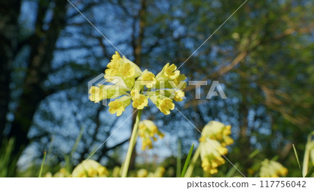 Yellow Flower Of Primrose Blossoms Under Sun. Legally Protected. Flowering Cowslip Primroses Or Primula Veris In A Wild Meadow. Yellow Flower Of Primrose Blossoms Under Sun. Legally Protected. Flowering Cowslip Primroses Or Primula Veris In A Wild Meadow. 117756042