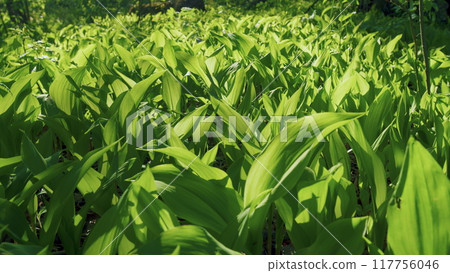 Lily Of The Valley Spring Leaves. Convallaria Majalis Close-Up. Small Leaves And Young Green Blades. Fragile Little Lilies Of The Valley Blades In The Wild Forest In The Spring Season. Lily Of The Valley Spring Leaves. Convallaria Majalis Close-Up. Small Leaves And Young Green Blades. Fragile Little Lilies Of The Valley Blades In The Wild Forest In The Spring Season. 117756046