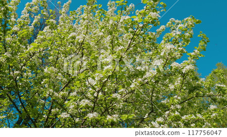 White Flowers On Pear Branches. White Flowers On Fruit Trees In An Orchard. Beautiful Branch On Spring Day. Delicate Light Petals. White Flowers On Pear Branches. White Flowers On Fruit Trees In An Orchard. Beautiful Branch On Spring Day. Delicate Light Petals. 117756047