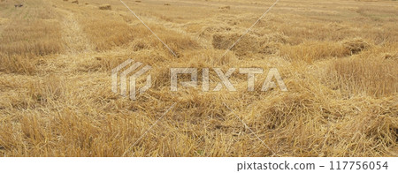 Wheat dry straw texture background, beveled wheat, cereal crops, top view 117756054