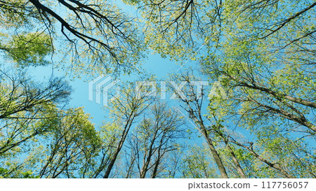 Beautiful Colorful Spring Season. Young Green Foliage In Park. Fresh Green Tree With Beautiful Sunlight. Green Wood. 117756057