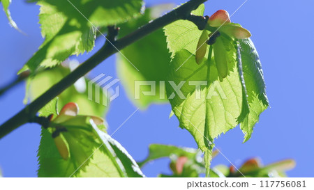 Green New Spring Buds On A Tree Branch In Early Spring. Young Spring Branch Sways In Wind. 117756081