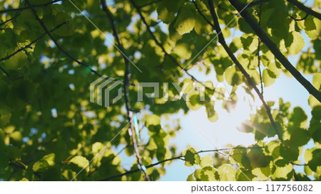 Tree Tall With Top Sky Summer. Bright Sunbeams Shine Through Tree. Summer Forest Trees. Sunbeams Shining Through Lush Green Leaves On Branches In Tree Canopies. Tree Tall With Top Sky Summer. Bright Sunbeams Shine Through Tree. Summer Forest Trees. Sunbeams Shining Through Lush Green Leaves On Branches In Tree Canopies. 117756082