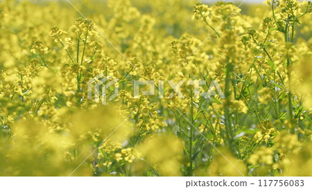 Blooming Yellow Flowers On Agricultural Field. Agricultural Landscape. Swaying Yellow Flowers. Field With Yellow Flowers. Blooming Yellow Flowers On Agricultural Field. Agricultural Landscape. Swaying Yellow Flowers. Field With Yellow Flowers. 117756083