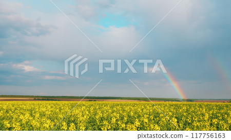 Rainbow Against A Cloudy Sky. Yellow Flower Blossom Rapeseed Canola Agriculture Field. Blooming Rapeseed Field On A Spring Day. Cultivation Of Rapeseed For Agriculture. Rainbow Against A Cloudy Sky. Yellow Flower Blossom Rapeseed Canola Agriculture Field. Blooming Rapeseed Field On A Spring Day. Cultivation Of Rapeseed For Agriculture. 117756163