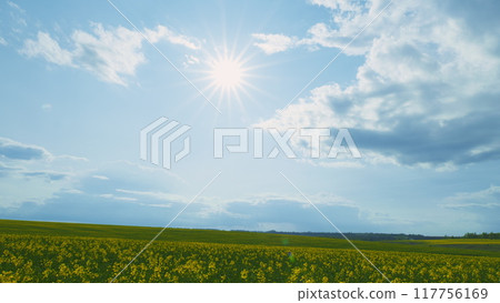 Yellow Rapeseed Field With Stripes And Wavy Abstract Landscape. Colorful Field Of Yellow Blooming Raps Flowers. Agriculture. 117756169