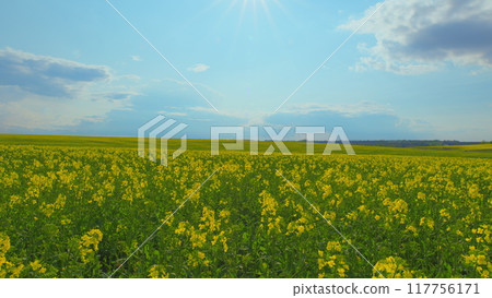 Yellow Flower Blossom Rapeseed Canola Agriculture Field. Flowering Rapeseed. Precision Farming And Stunning Rural Landscapes. Rapeseed Field In Bloom. 117756171