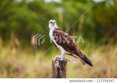 Osprey with the catch 117756347