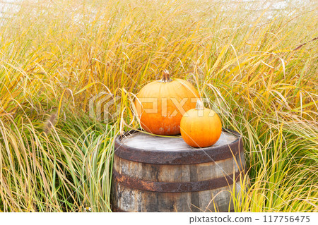 pumpkin patch at farm 117756475