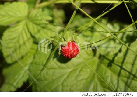 Indian strawberry Indian strawberry 117756673