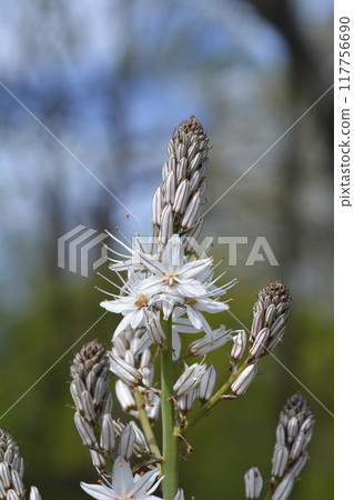 Summer Asphodel 117756690
