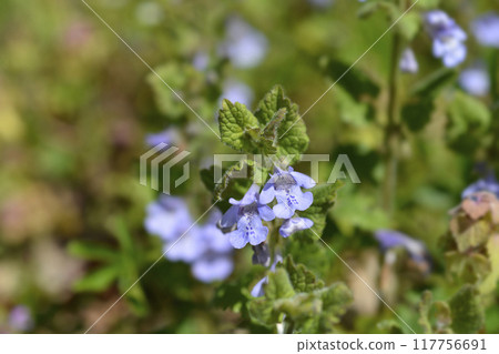 Ground ivy 117756691