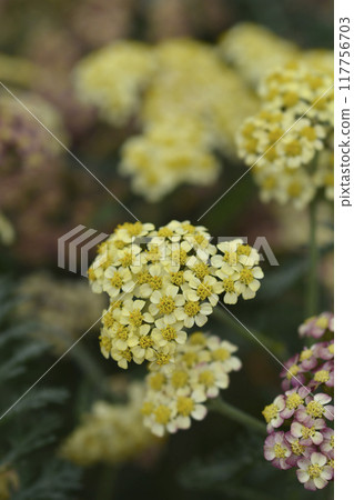 Milly Rock Red Yarrow 117756703