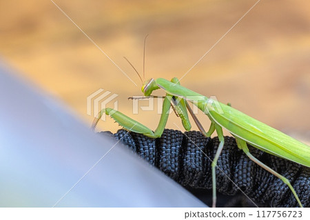 Close-up of a green praying mantis in Germany 117756723