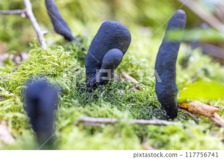 Close-up of black dead finger mushrooms on a moss-covered trunk 117756741
