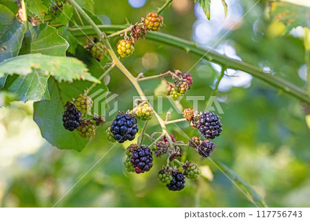 Close-up of a blackberry vine with ripe and unripe fruit 117756743
