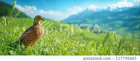 Quail on a green meadow close up, rural farm landscape in the background, banner concept for advertising farm products with copy space 117756865
