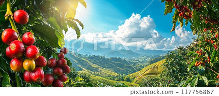 Red coffee beans on branches, coffee plantation hills, beautiful asian landscape background with copy space 117756867