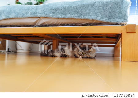 domestic cat sleeps lying under bed 117756884