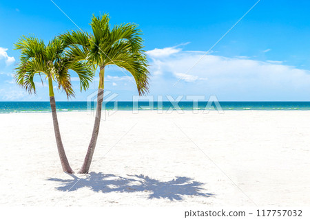 Twins Palm Trees in Florida beach, USA with white sand copy space Twins Palm Trees in Florida beach, USA with white sand copy space 117757032